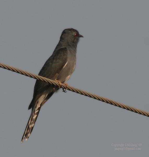 Grey-bellied cuckoo