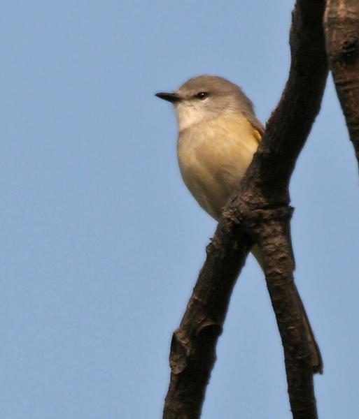 Small minivet