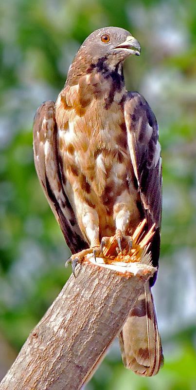 Crested honey buzzard